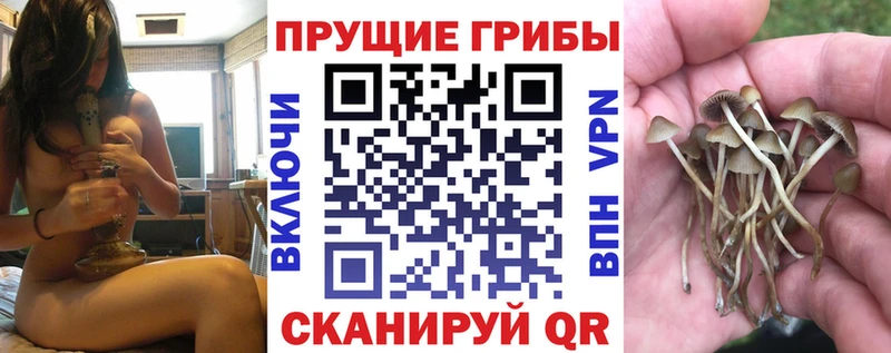 сайты даркнета какой сайт Коркино Галлюциногенные грибы Psilocybe